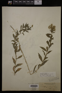 Solidago gigantea image