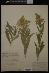 Solidago gigantea image