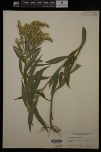 Solidago gigantea image