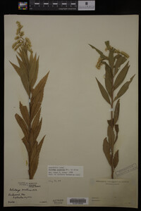 Solidago gigantea image