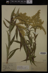 Solidago gigantea image
