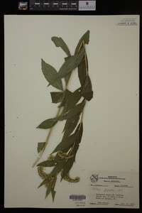 Solidago gigantea image