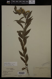 Solidago gigantea image