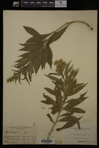 Solidago gigantea image