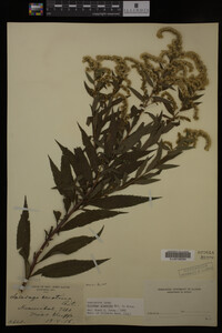 Solidago gigantea image
