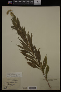 Solidago gigantea image