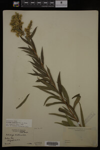 Solidago gigantea image
