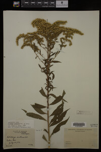 Solidago gigantea image