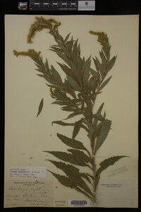 Solidago gigantea image