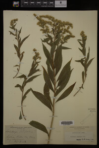 Solidago gigantea image