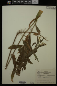 Solidago gigantea image