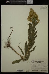 Solidago gigantea image