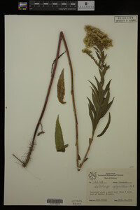 Solidago gigantea image