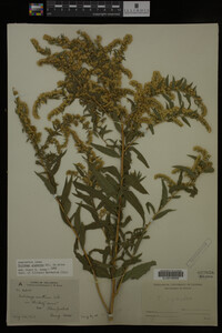 Solidago gigantea image