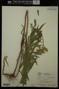 Solidago gigantea image
