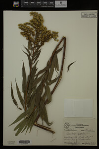 Solidago gigantea image