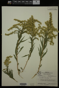 Solidago gigantea image