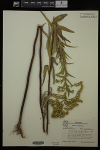Solidago gigantea image