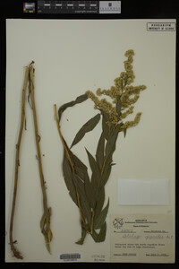 Solidago gigantea image