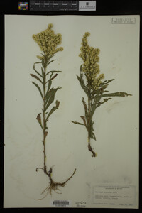 Solidago gigantea image