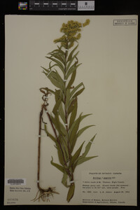 Solidago gigantea image