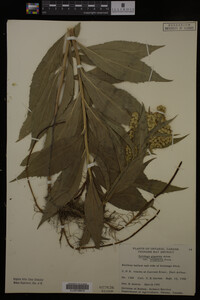 Solidago gigantea image