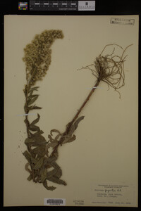 Solidago gigantea image