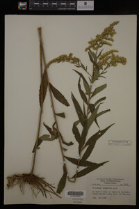 Solidago gigantea image