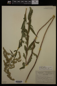 Solidago gigantea image