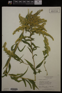 Solidago gigantea image