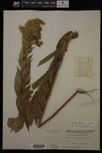Solidago gigantea image