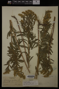 Solidago gigantea image