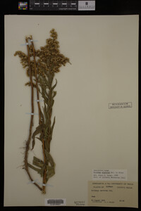 Solidago gigantea image