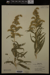 Solidago gigantea image
