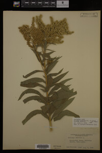 Solidago gigantea image