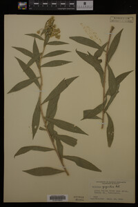 Solidago gigantea image