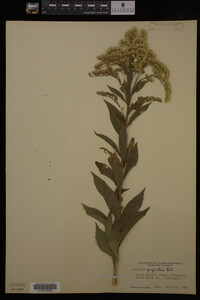 Solidago gigantea image