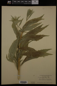 Solidago gigantea image