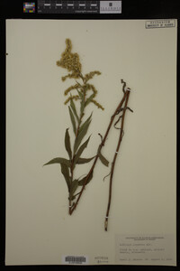 Solidago gigantea image