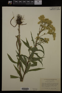 Image Associated With the Occurrence