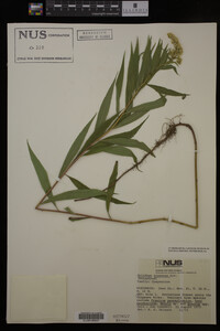 Solidago gigantea image