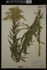 Solidago gigantea image