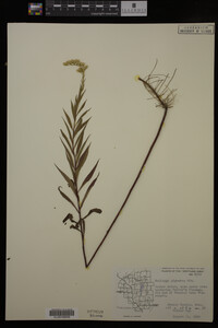 Solidago gigantea image