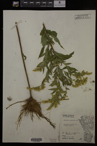 Solidago gigantea image