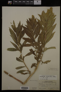 Solidago gigantea image