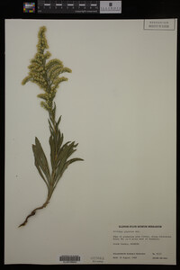 Solidago gigantea image