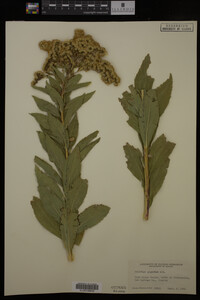 Solidago gigantea image