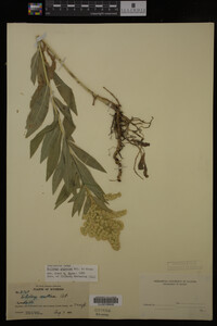 Solidago gigantea image