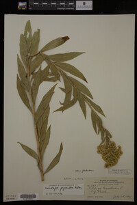 Solidago gigantea image