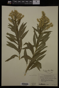 Solidago gigantea image